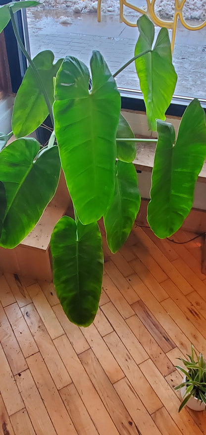 10" Philodendron Jose Buono