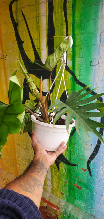 6" Philodendron Tahiti Hanging Basket