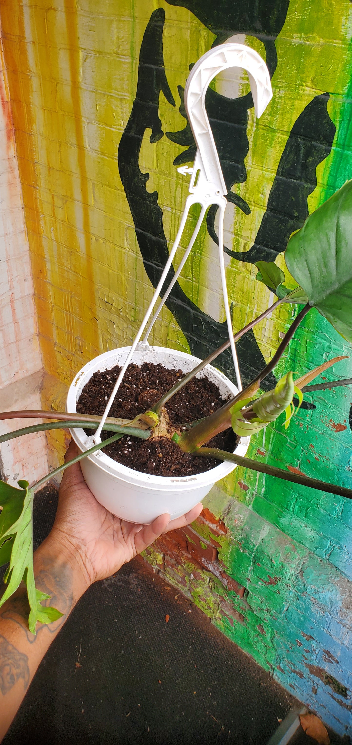 6" Philodendron Tahiti Hanging Basket