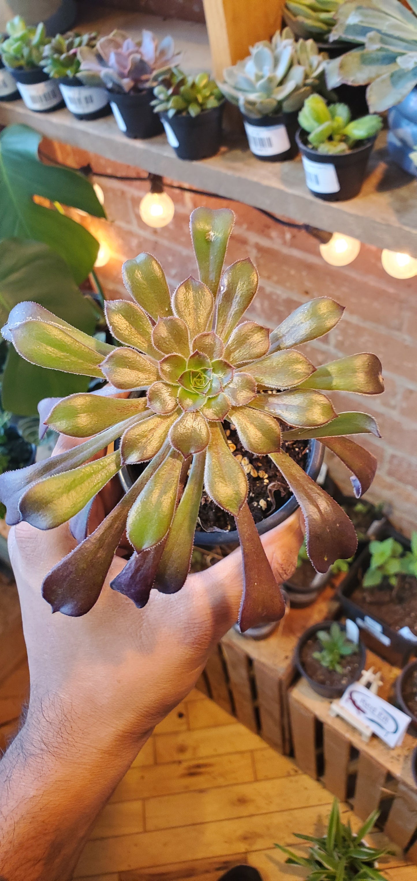 3.5" Aeonium Arborium Caitlyn