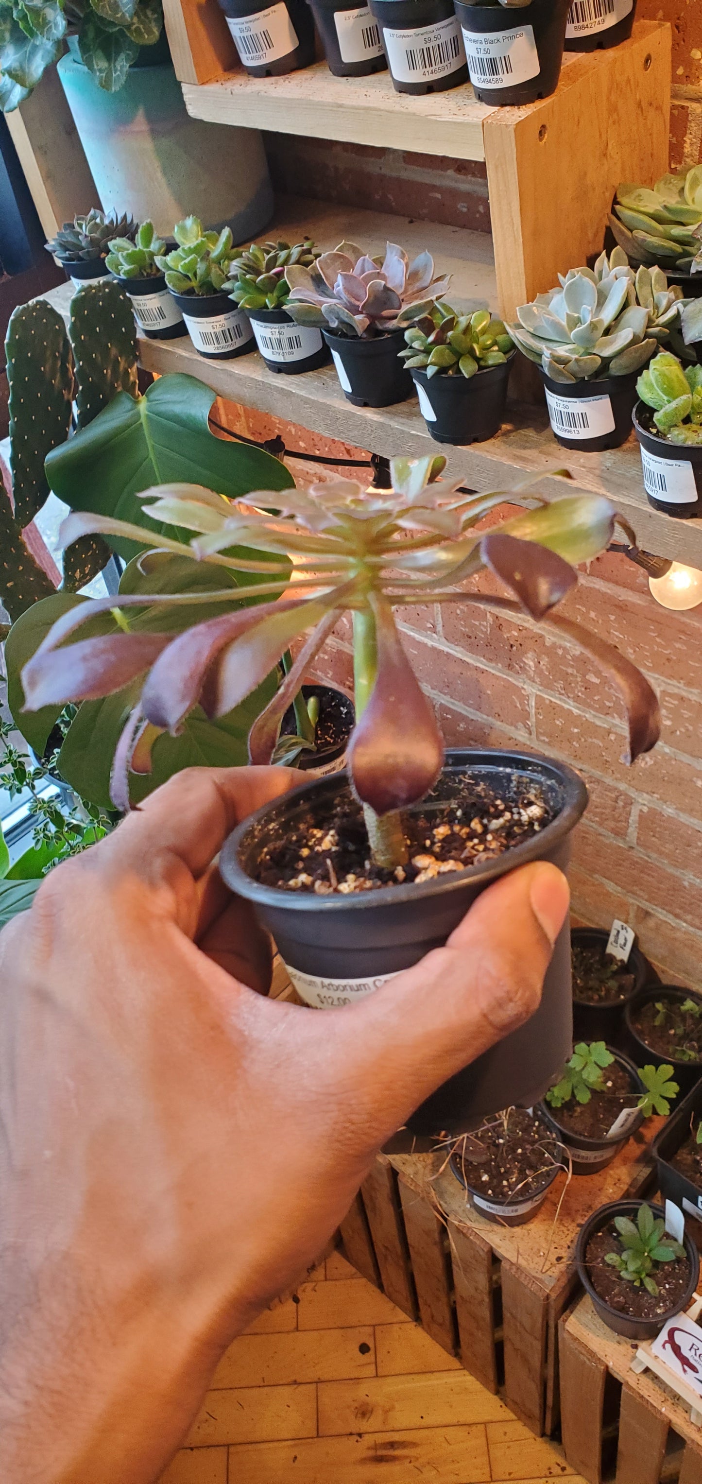 3.5" Aeonium Arborium Caitlyn