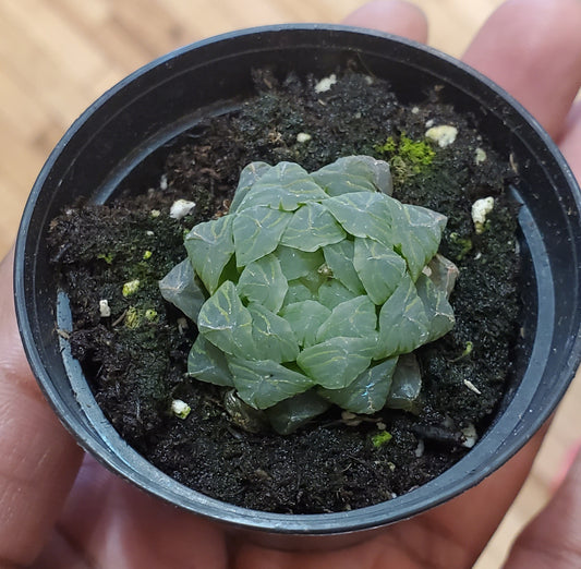 2.5" Haworthia Cooperi Truncata