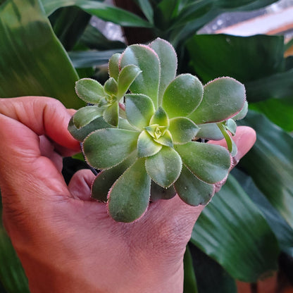 2.5" Aeonium Haworthii Kiwi