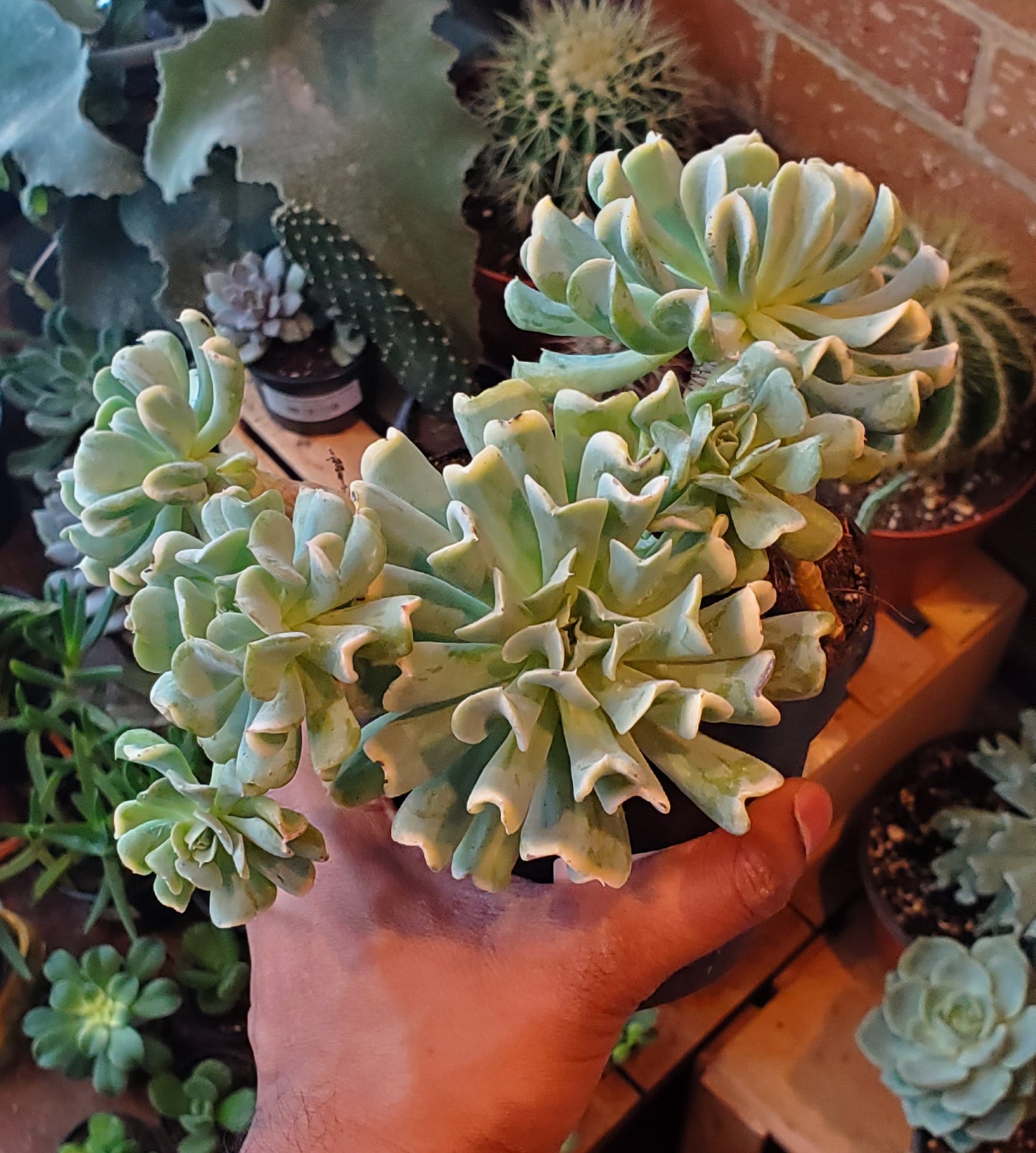 5" Echeveria Runyonii Variegated