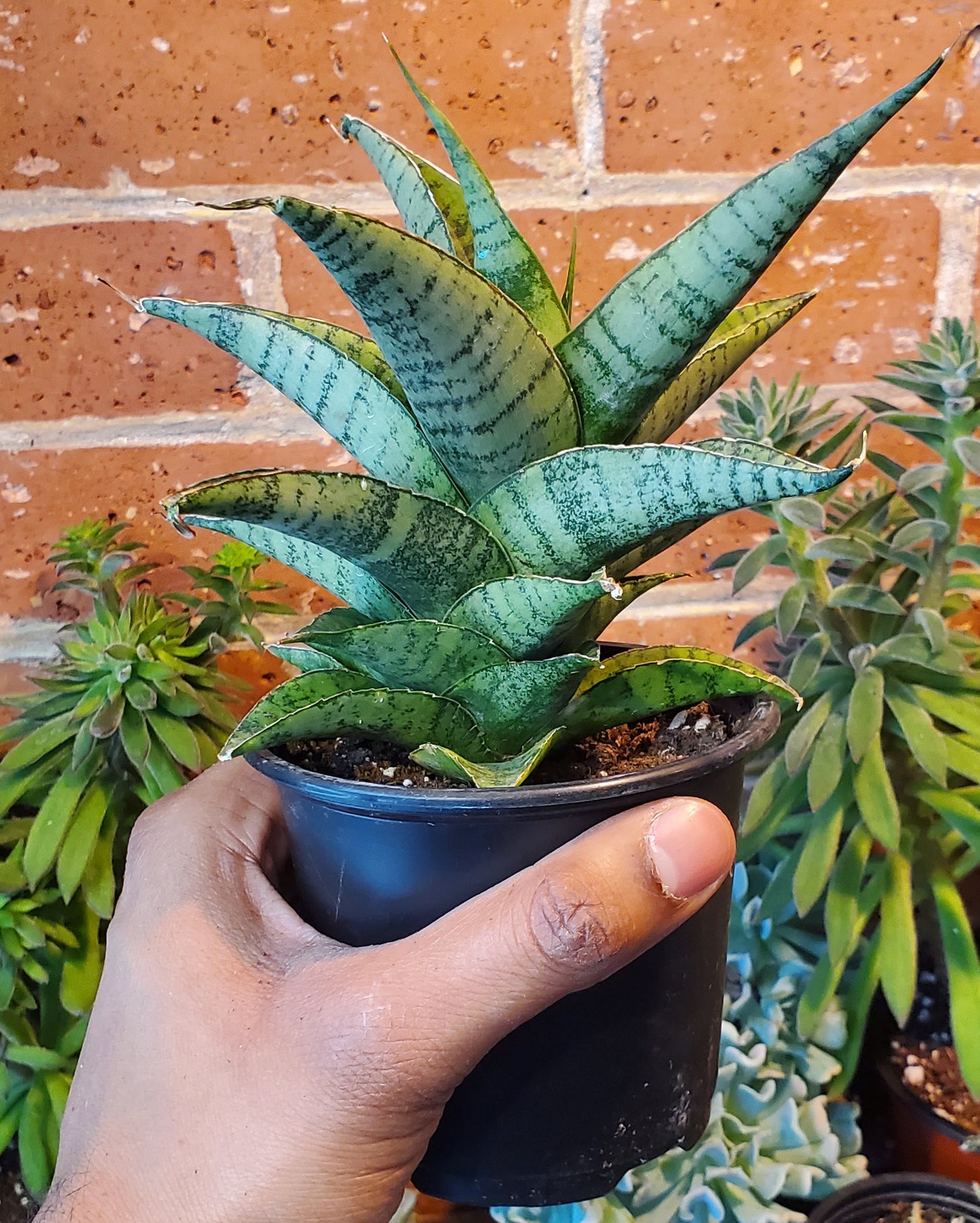 4" Sansevieria Piano