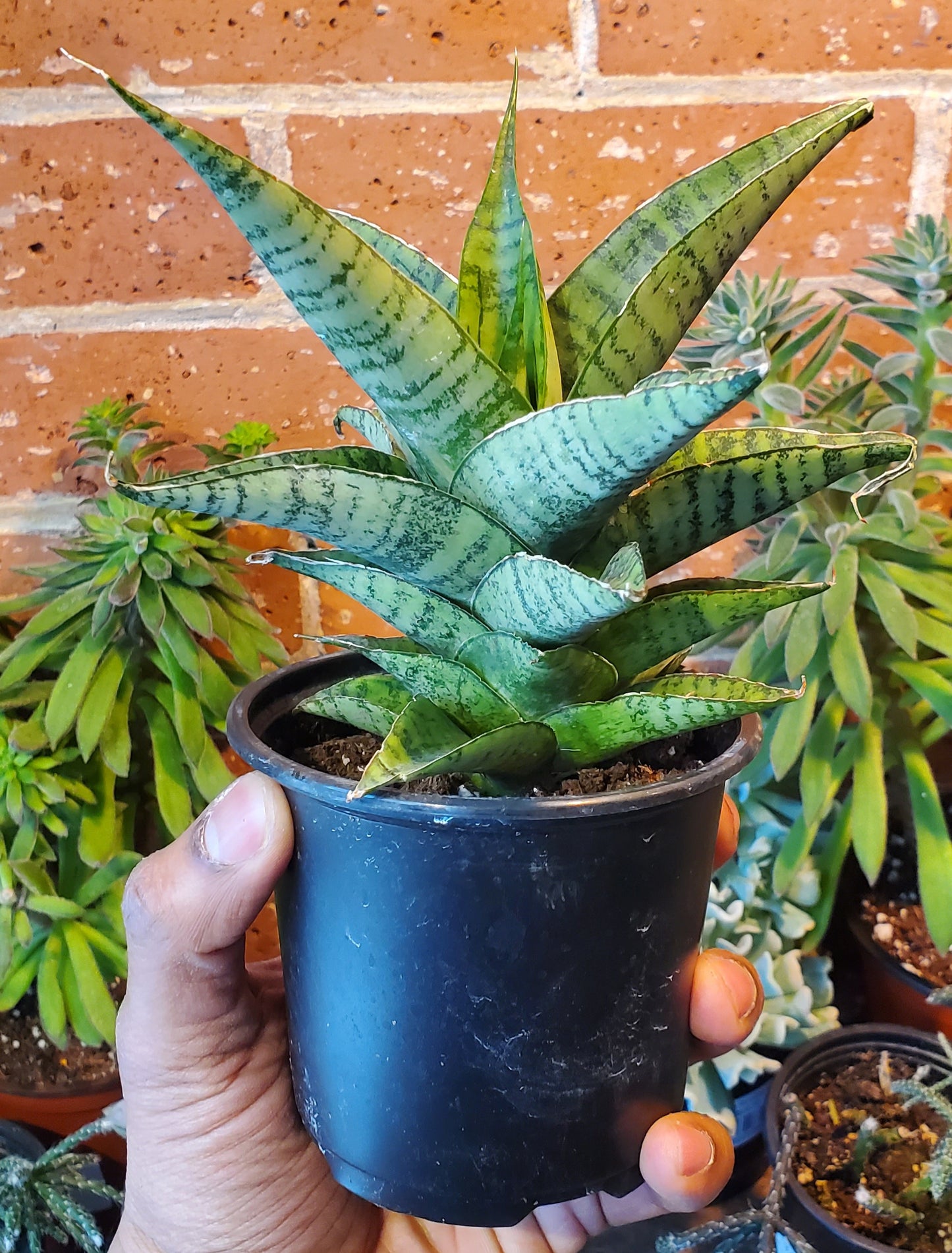 4" Sansevieria Piano