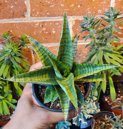 4" Sansevieria Piano