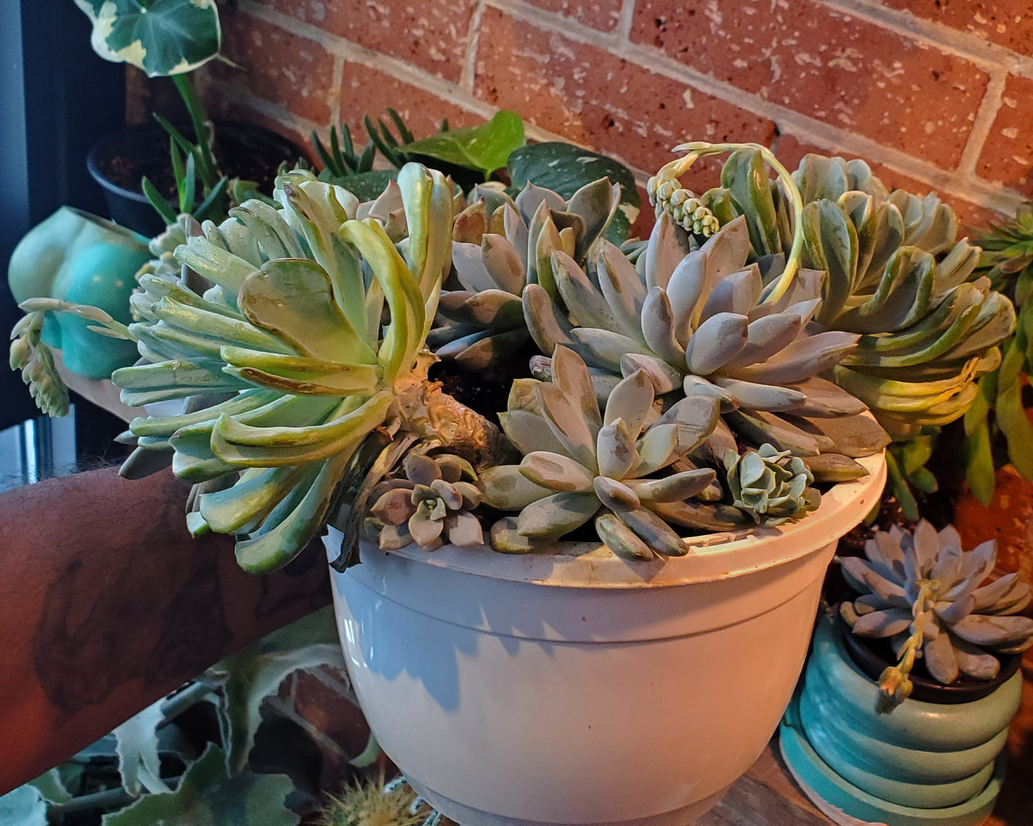 8” Assorted Succulent Hanging Basket