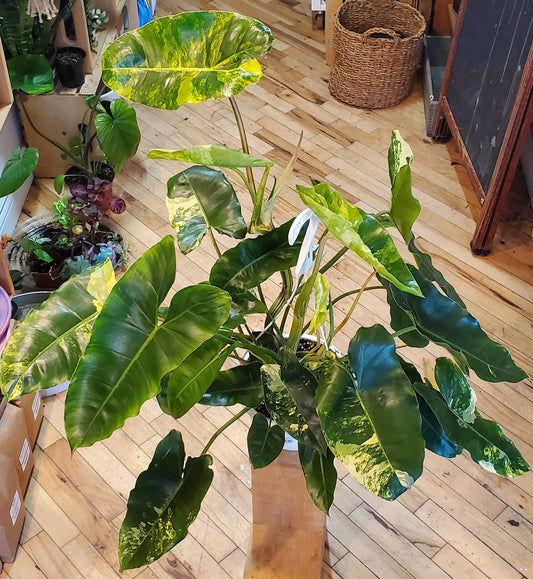 8"  Variegated Philodendron Burle Marx Hanging Basket