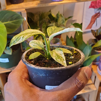 3.5" Spathiphyllum Sensation Variegated