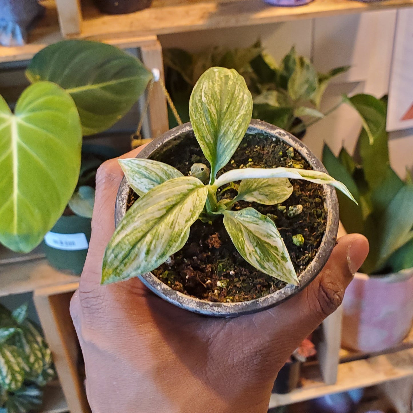 3.5" Spathiphyllum Sensation Variegated