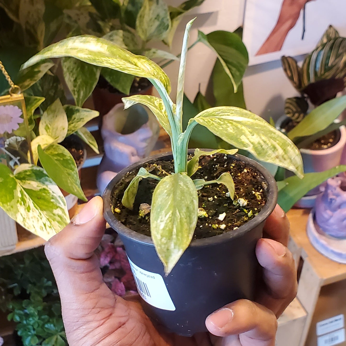 3.5" Spathiphyllum Sensation Variegated