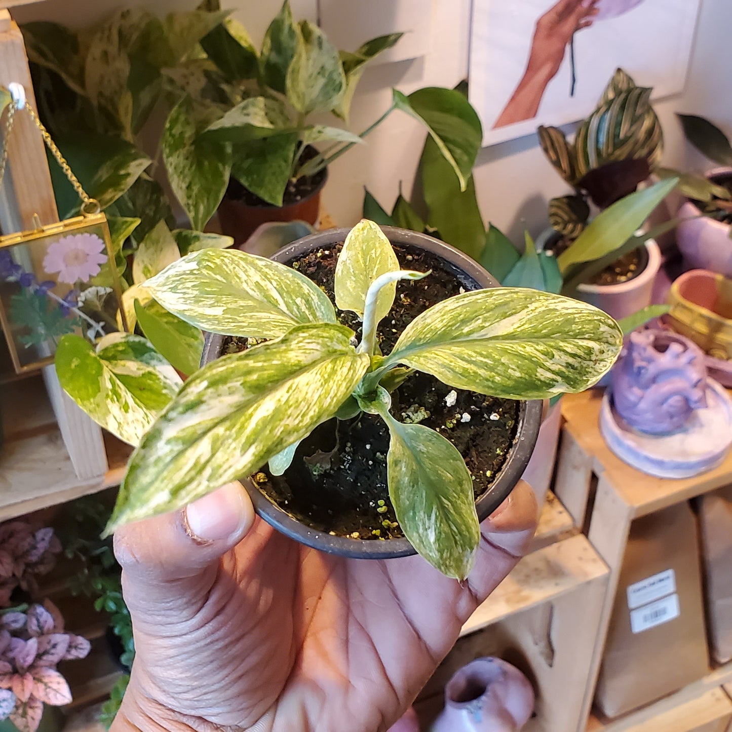 3.5" Spathiphyllum Sensation Variegated