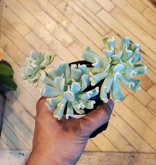 3.5" Echeveria Runyonii Variegated