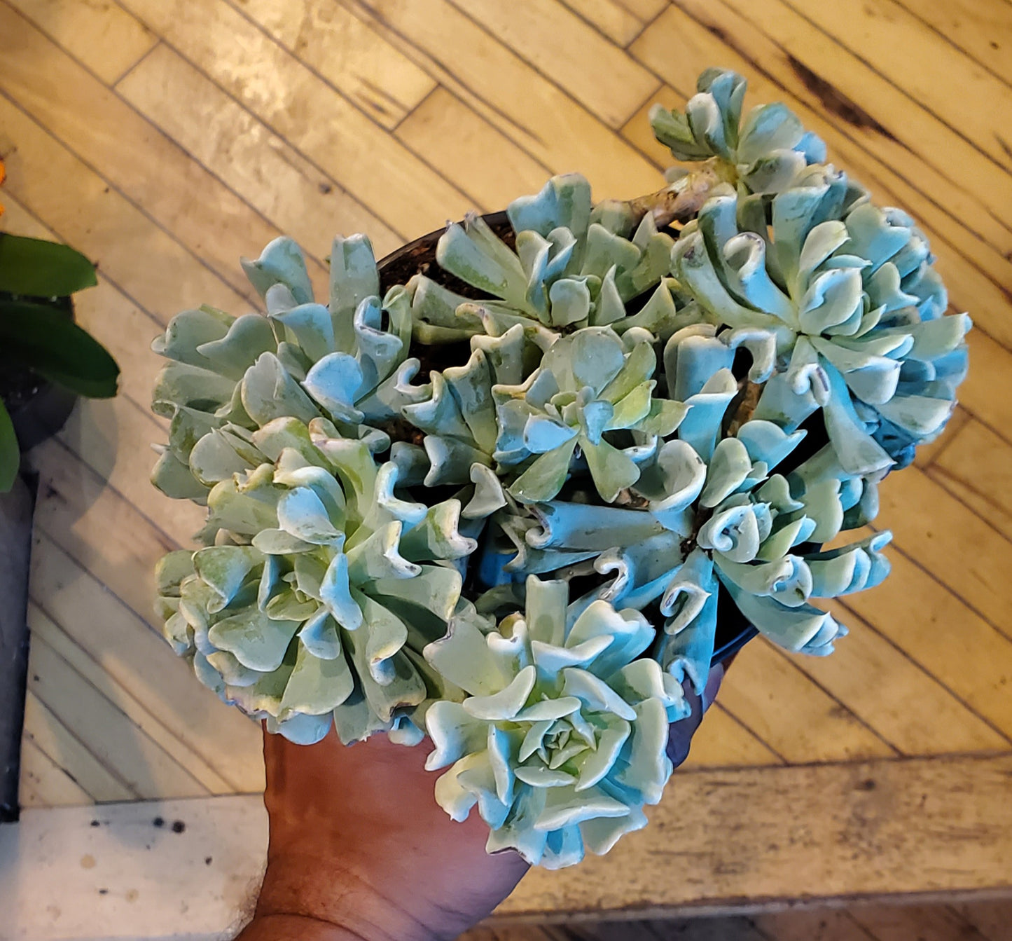 6" Echeveria Runyonii Variegated