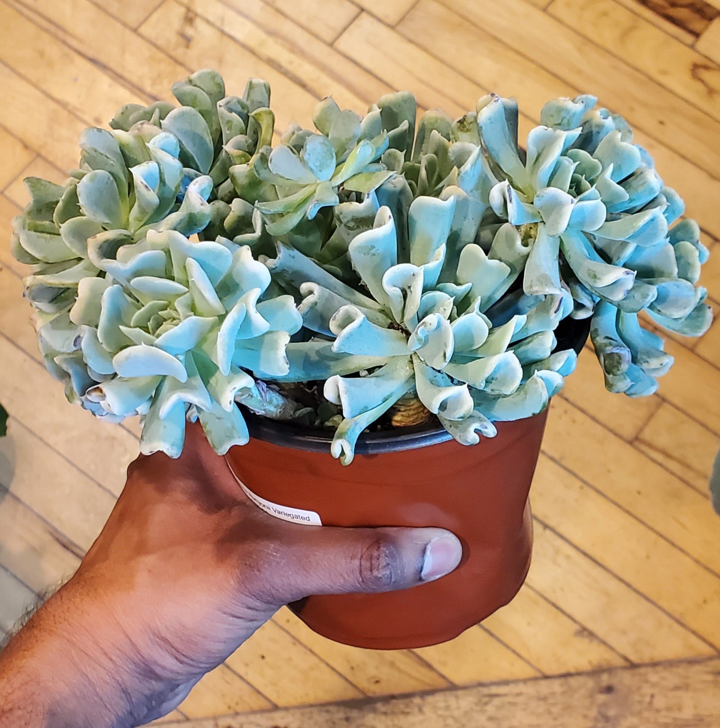 6" Echeveria Runyonii Variegated