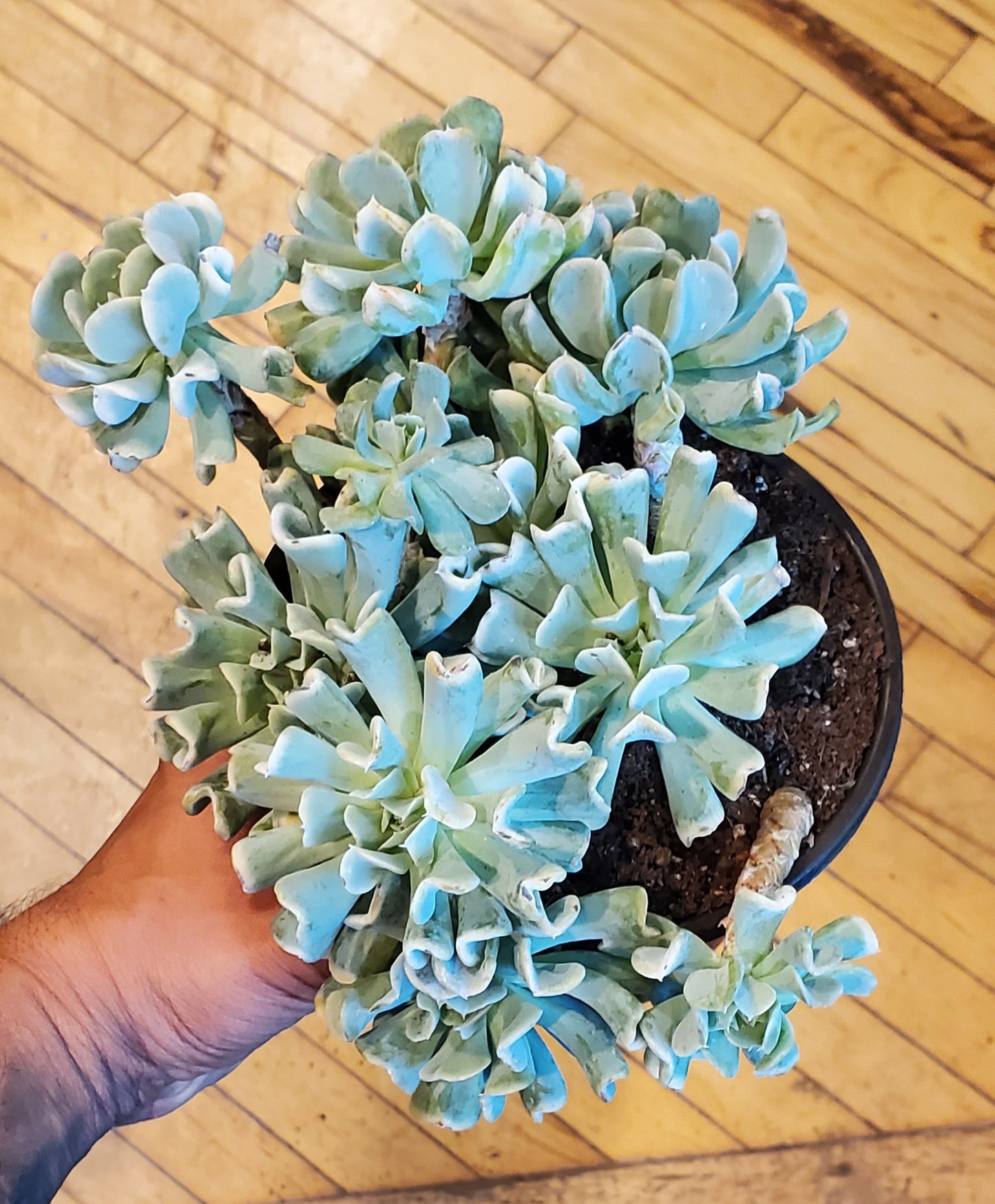 6" Echeveria Runyonii Variegated