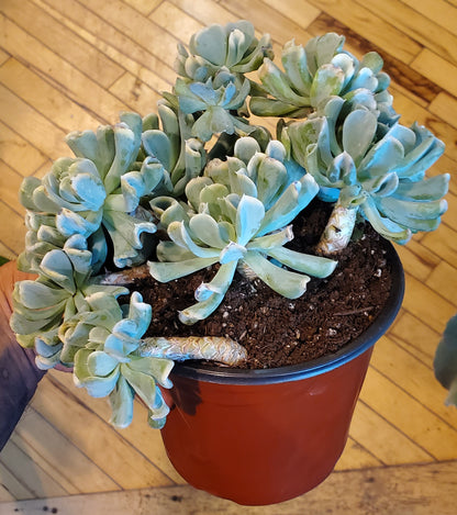 6" Echeveria Runyonii Variegated