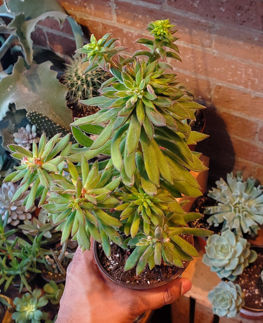 4" Echeveria Harmsii