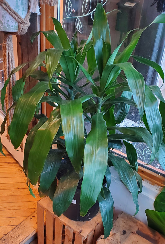 8" Dracaena Compacta | Janet Craig