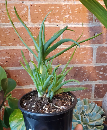 5" Aloe Arborescens