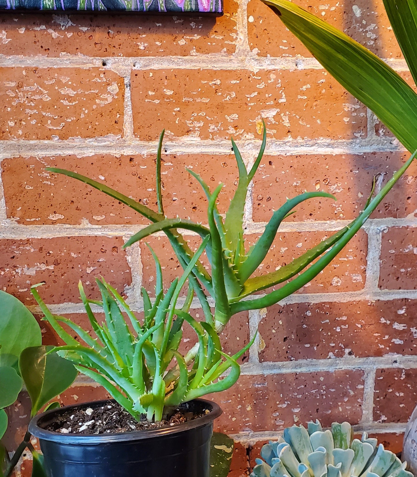 5" Aloe Arborescens