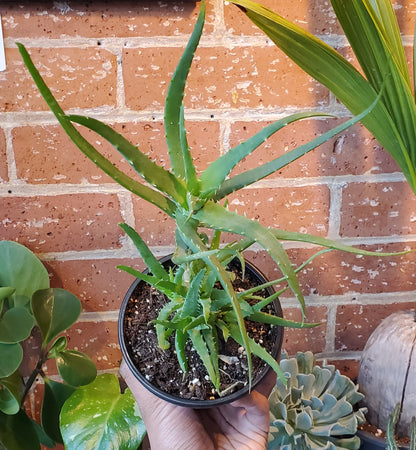 5" Aloe Arborescens