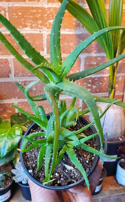 5" Aloe Arborescens