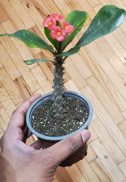 3.5" Euphorbia x Lomi| Crown of Thorns