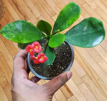 3.5" Euphorbia x Lomi| Crown of Thorns