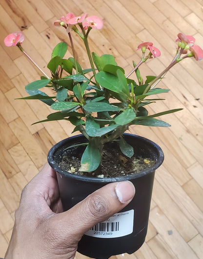 3.5" Euphorbia x Lomi| Crown of Thorns