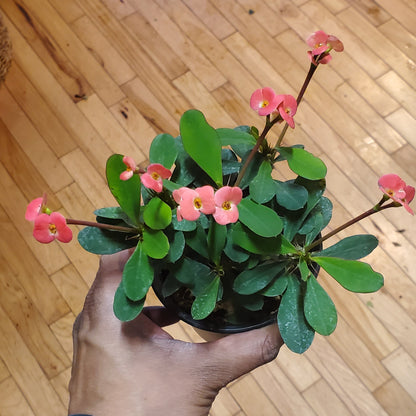 3.5" Euphorbia x Lomi| Crown of Thorns