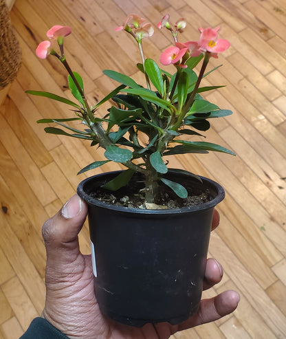 3.5" Euphorbia x Lomi| Crown of Thorns