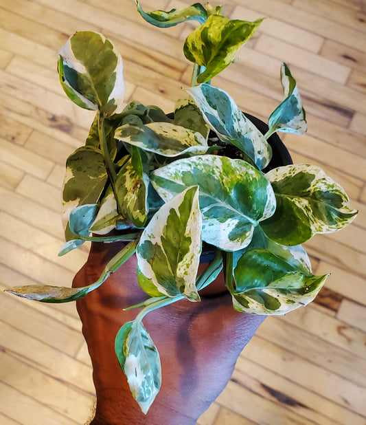 4" Pothos Pearls And Jade