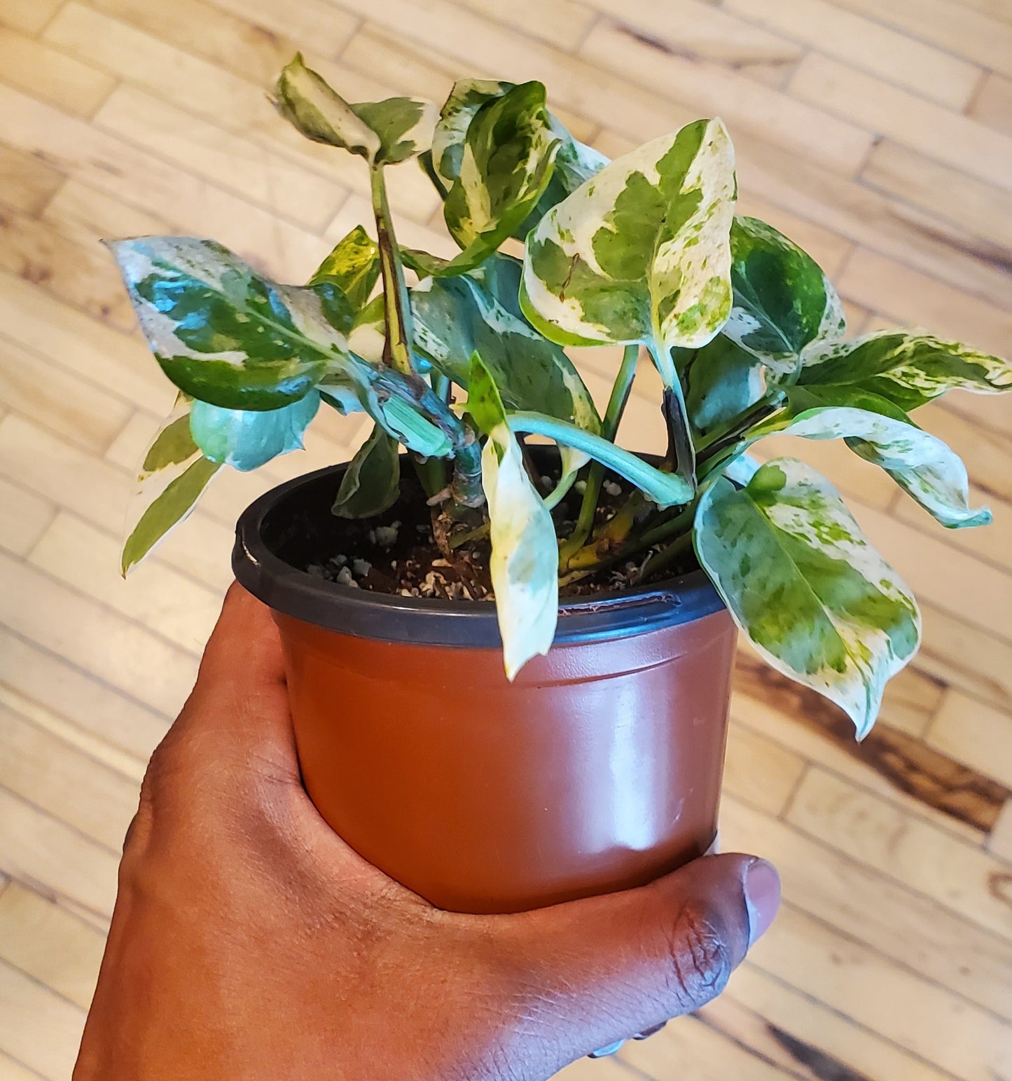 4" Pothos Pearls And Jade