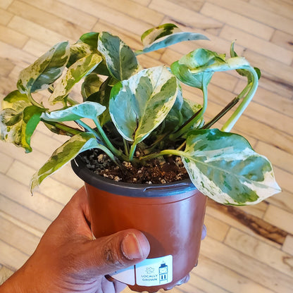 4" Pothos Pearls And Jade