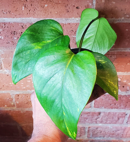 3.5" Pothos Golden