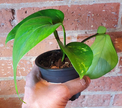 3.5" Pothos Golden