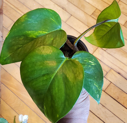 3.5" Pothos Golden