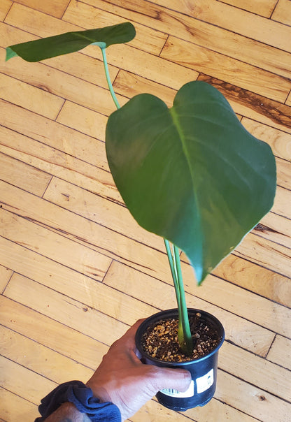 4" Monstera Deliciosa (Top Cutting)