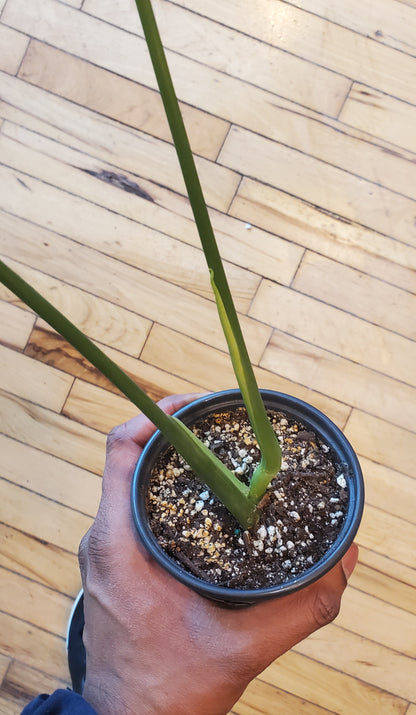 4" Monstera Deliciosa (Top Cutting)