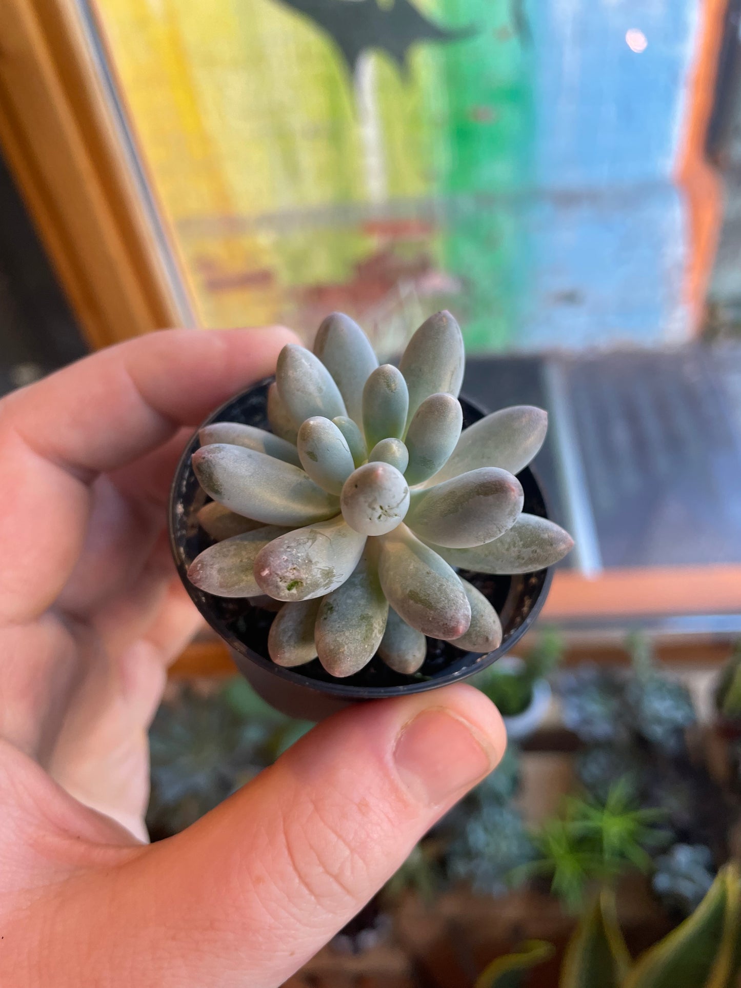 2.5” Pachyphytum Machucae