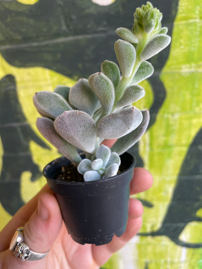 2.5" Echeveria Pulvinata Frosty