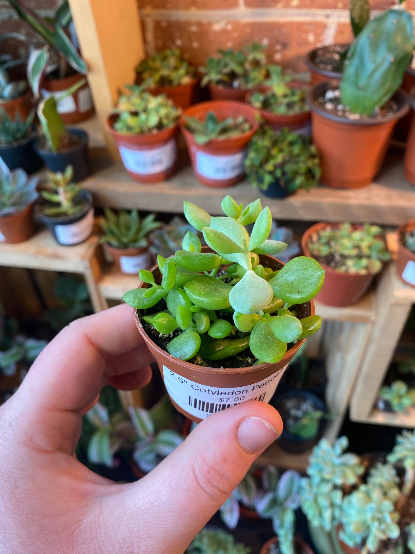 2.5" Cotyledon Pendens