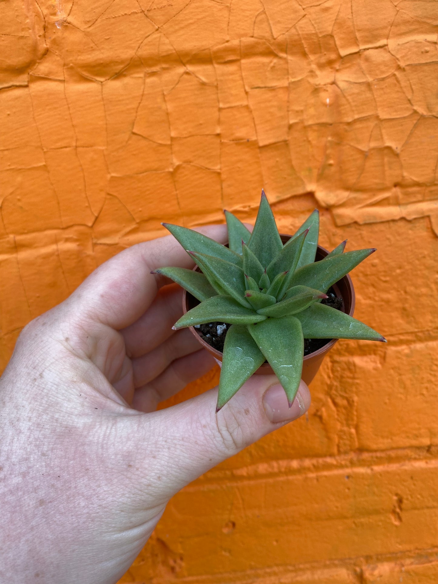 2.5" Echeveria agavoides Lipstick