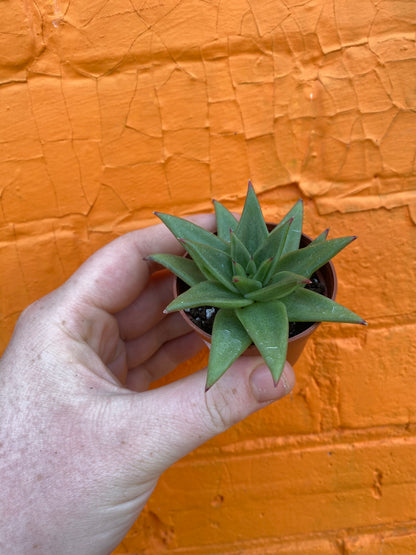2.5" Echeveria agavoides Lipstick