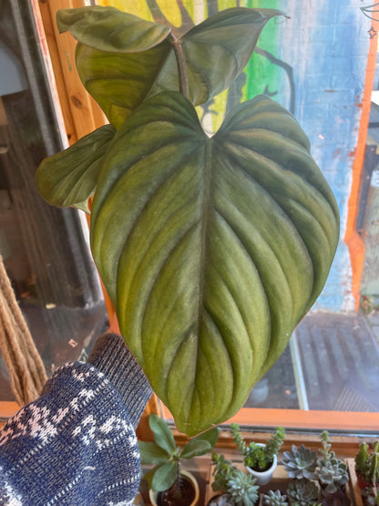 4" Philodendron Columbia