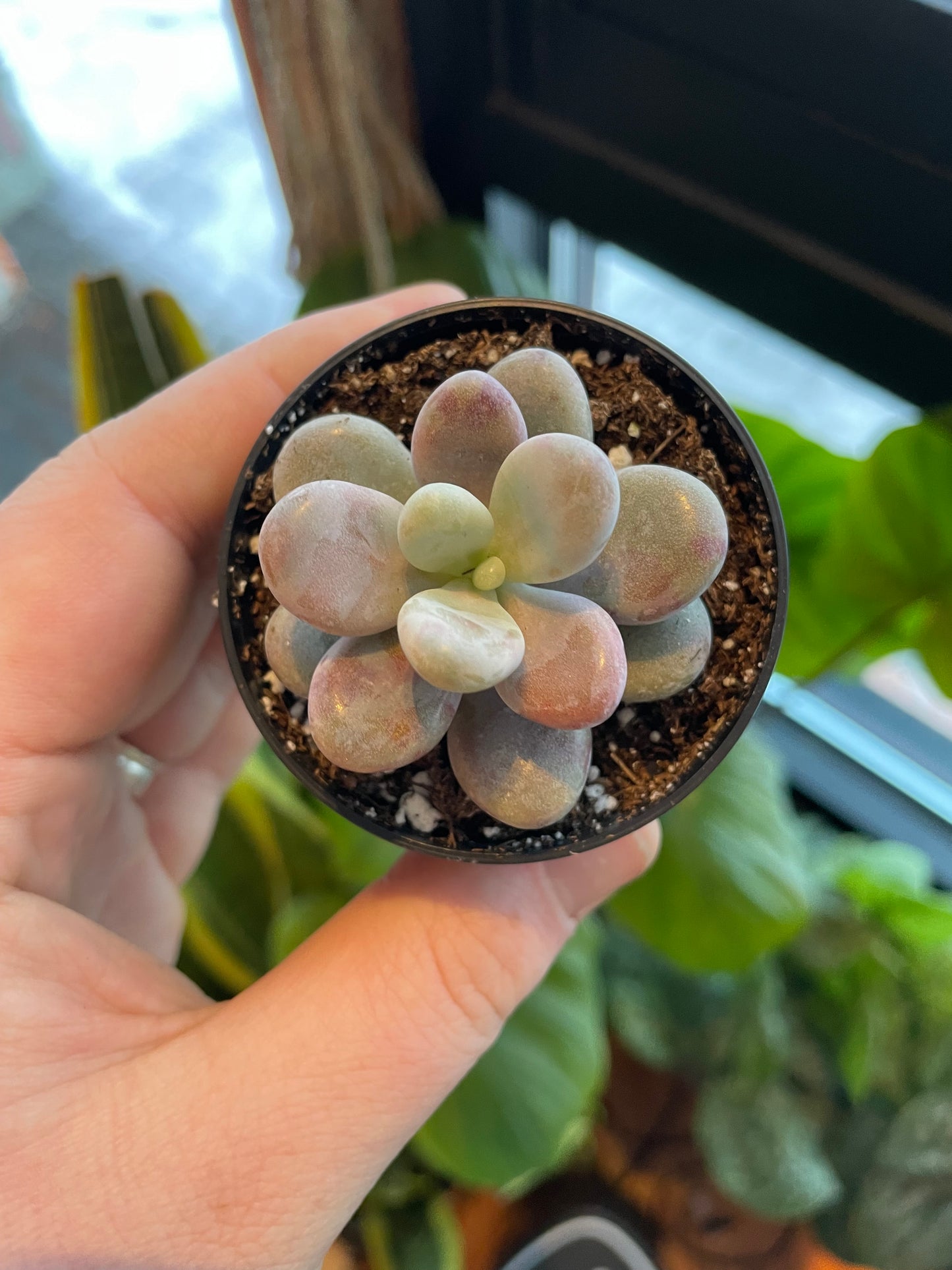 2.5” Pachyphytum Oviferum