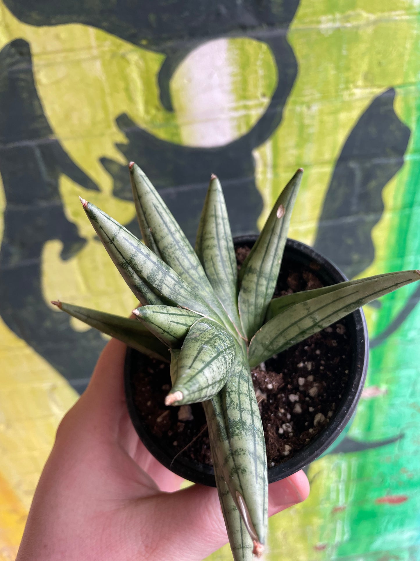 4" Sansevieria Yaya