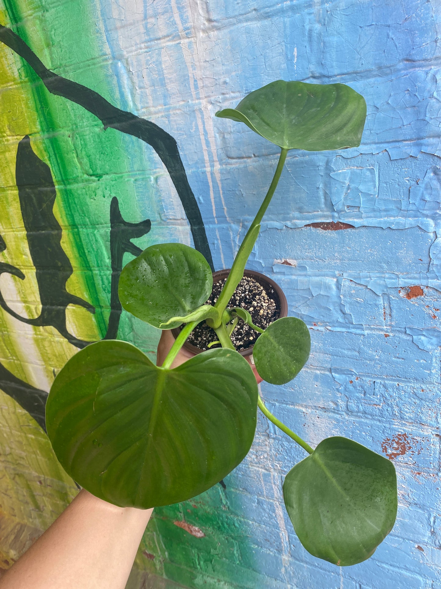 5" Philodendron Grazielae